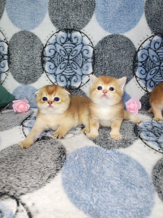 Золотая шиншилла котята