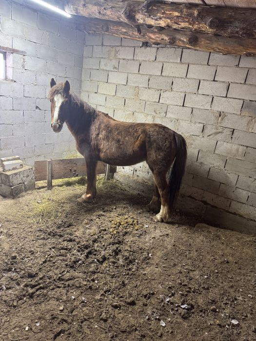 Бие сатылады.