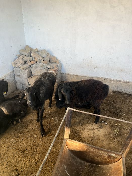 Қошқар сатылады 3 бас