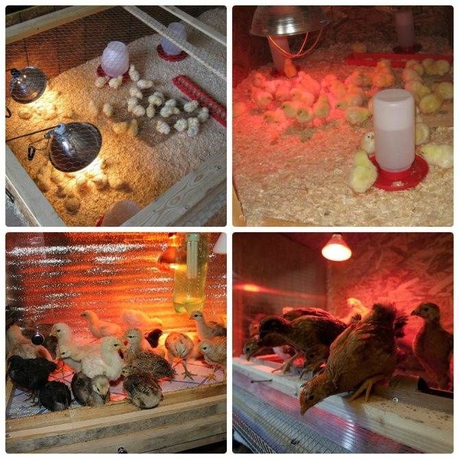 Инфракрасная лампа 100,150,200,250ватт  
Кулланиши: Товукхоналар