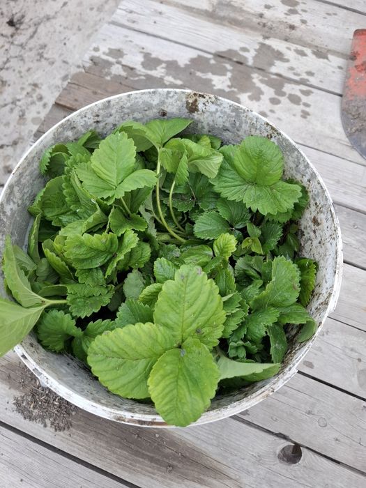 Клубника, многоразовая, Альбион