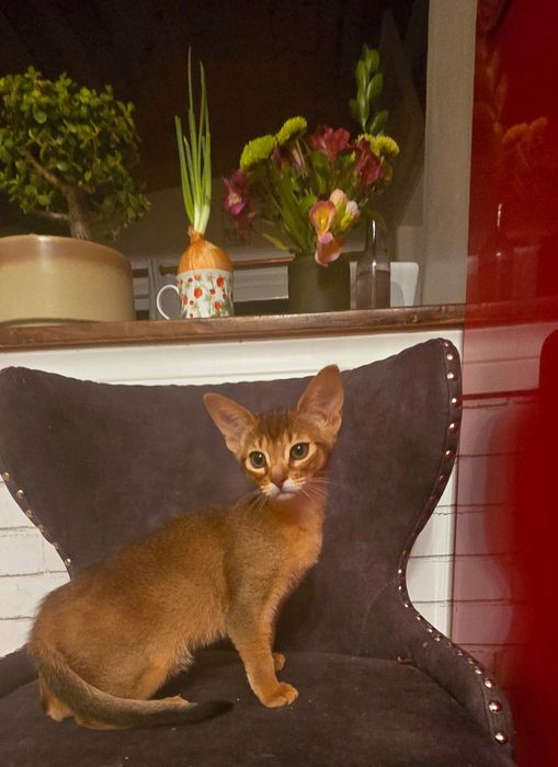 Абиссинские котята