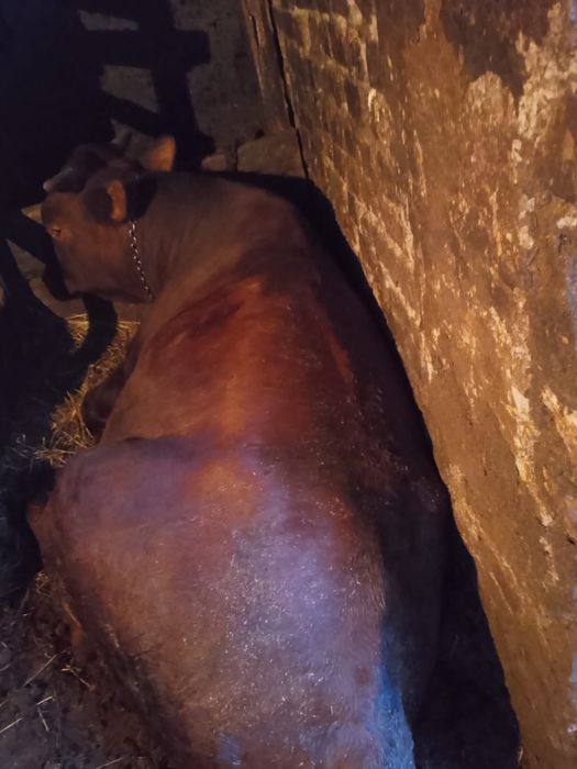 Продаётся быкок полтора года