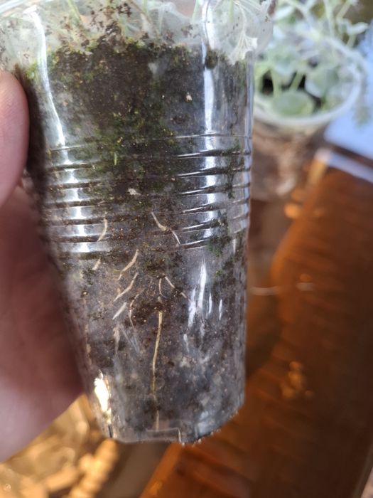 Дихондра Серебристая растение