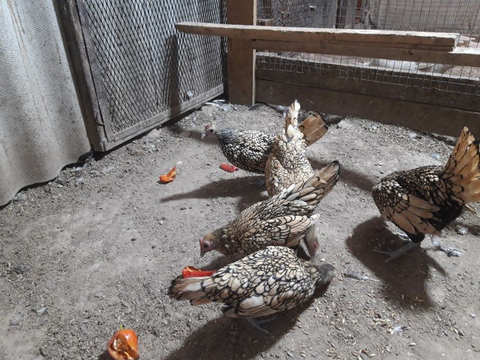 Продается лимонный сибрайт