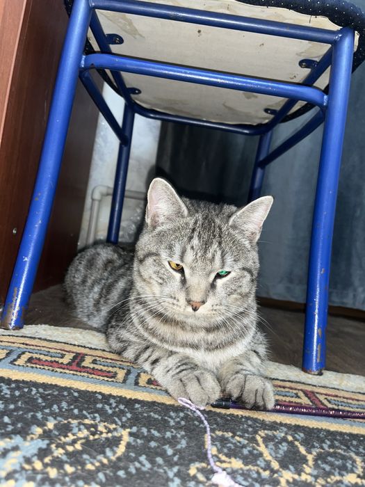 Кто потерял кота