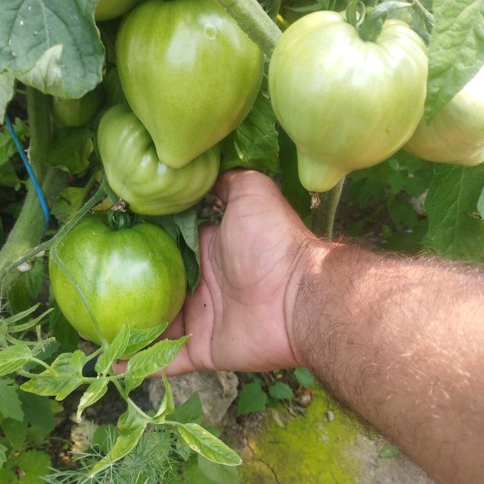 Răsaduri roșii Paris f1 si Prekos F1