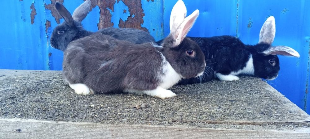 Продам кролих 4,5 месеца