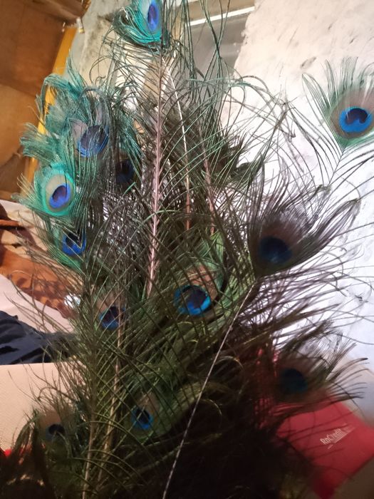 Pene de păun pentru pălării,plute sau decor