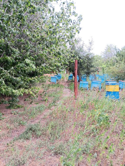 Продава се Парцел в с. Пелишат, Област Плевен - 1500 кв.м за 7 €/кв.м - Снимка #9