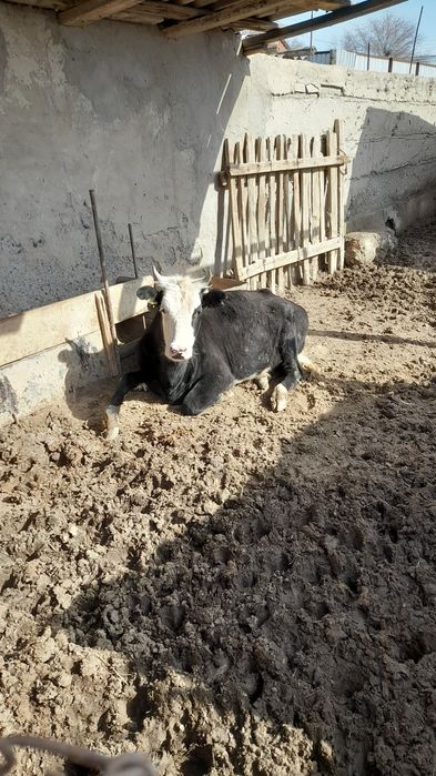 Сиыр кара каска кашар