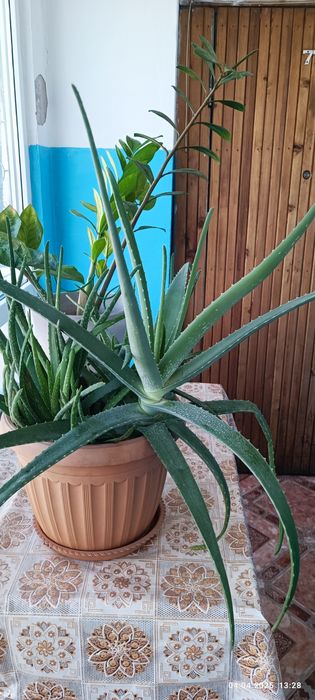 Алое Вера , продам!