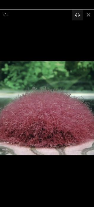 Аквариумные рыбки