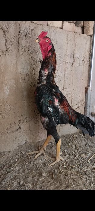 Дакан хуроз сотилади