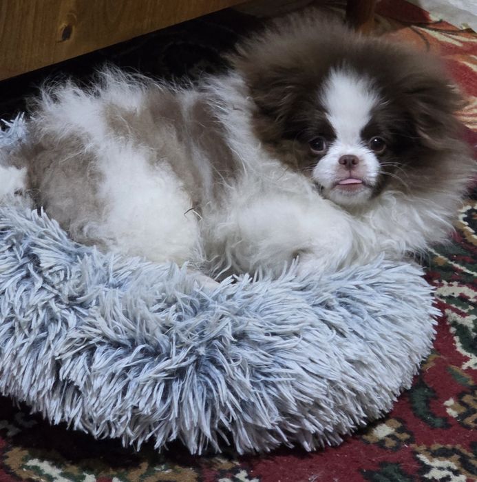 Собака. Шпиц щенок .