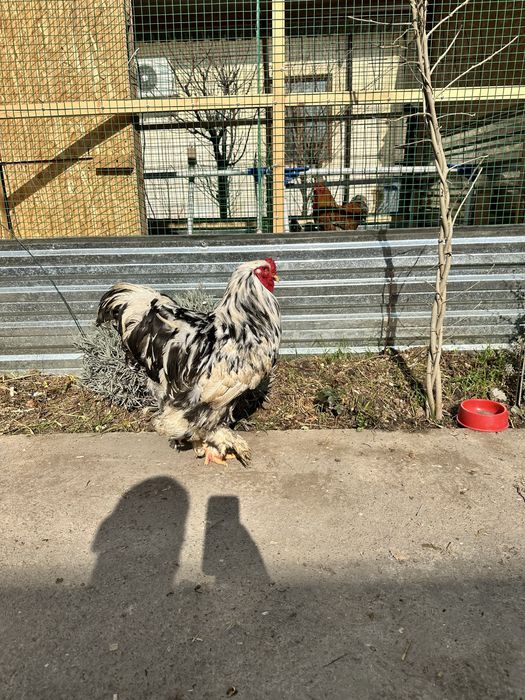 Петухи. Хурозла. Брама. Большие! Красивые!