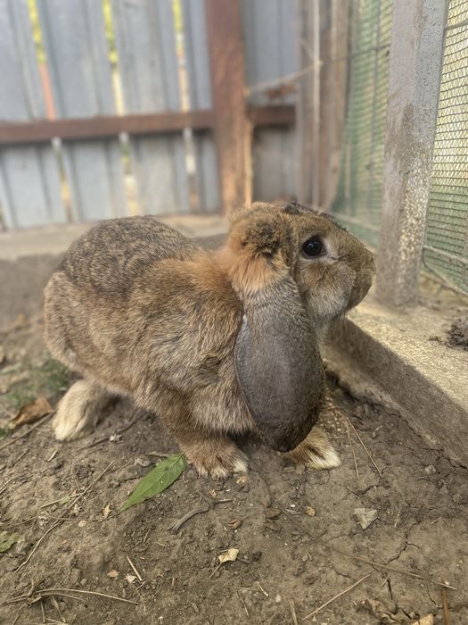 Femele berbec german