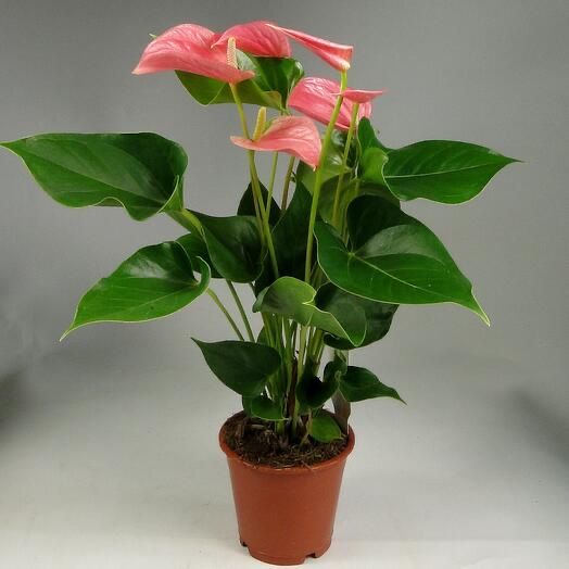 Мужское счастье розового цвета