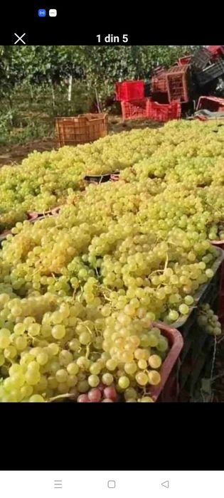 Vând Struguri pentru vin