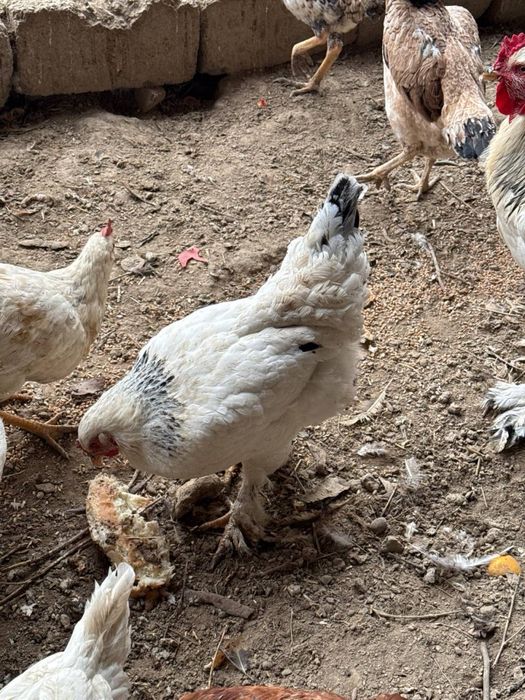 Продам курей