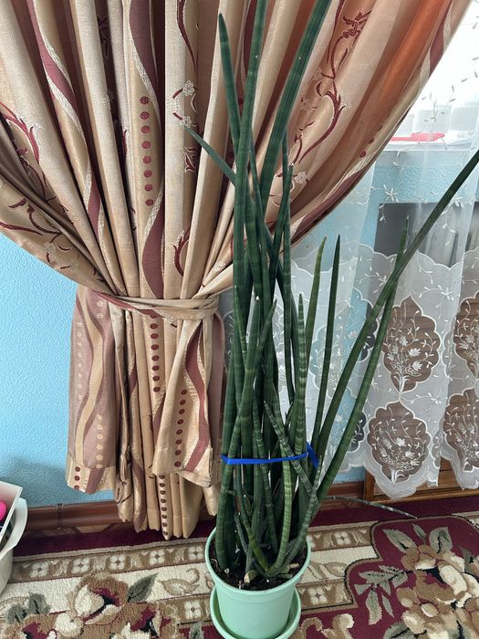 Комнатные цветы лёгких уход