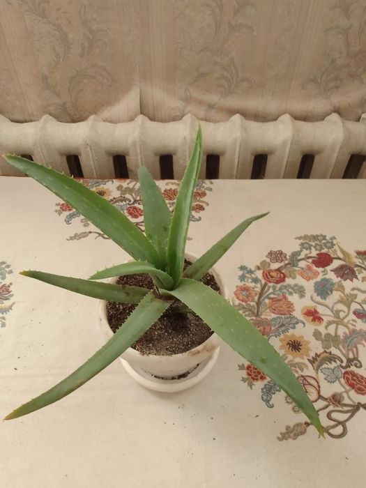Лечебный цветок алой и вера