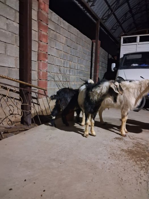 Еркек текелер бар