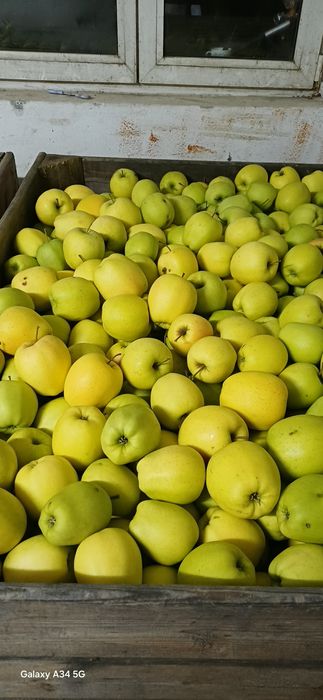 Mere de vânzare. Cantitate mare. Calitate superioară