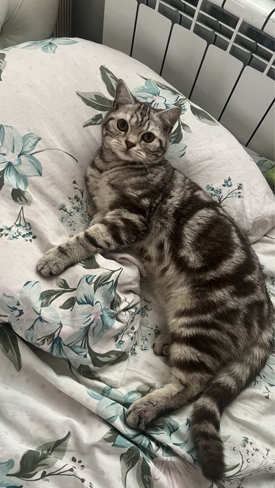 Отдам кота в добрые руки