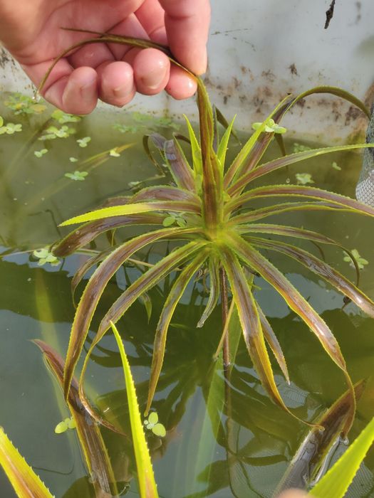 Plante pentru iaz aloe de apă, pistia