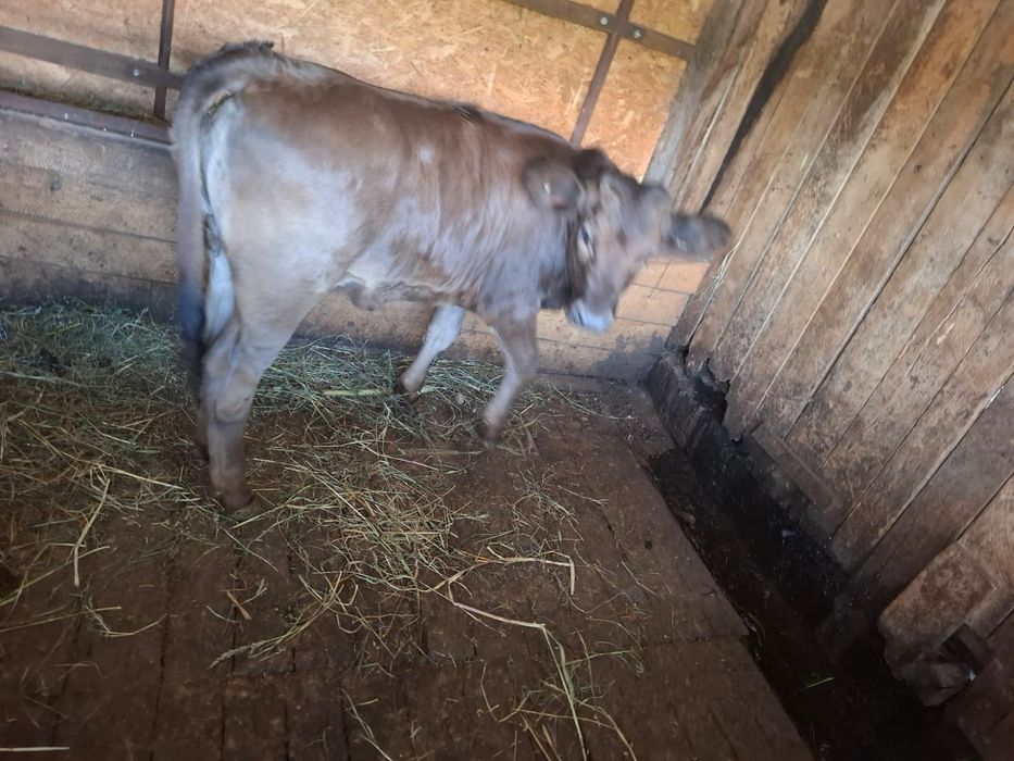 Vând vitea vârstă 6 luni