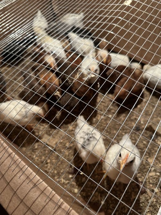 Продаю домашних циплят