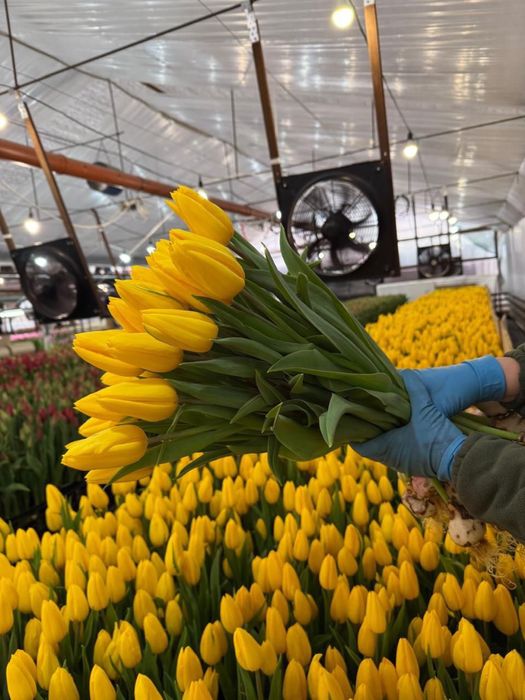 Тюльпаны кызгалдактар