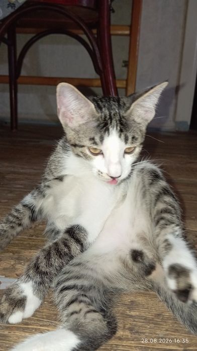 Отдам котёнка в добрые руки