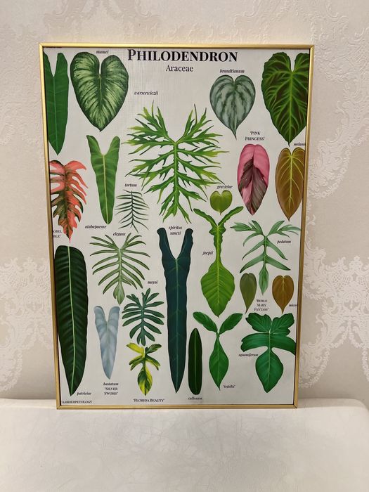 Декор, Картина Филодендрон, Антуриум