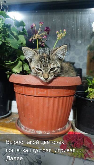 Кошечки ждут свою семью.