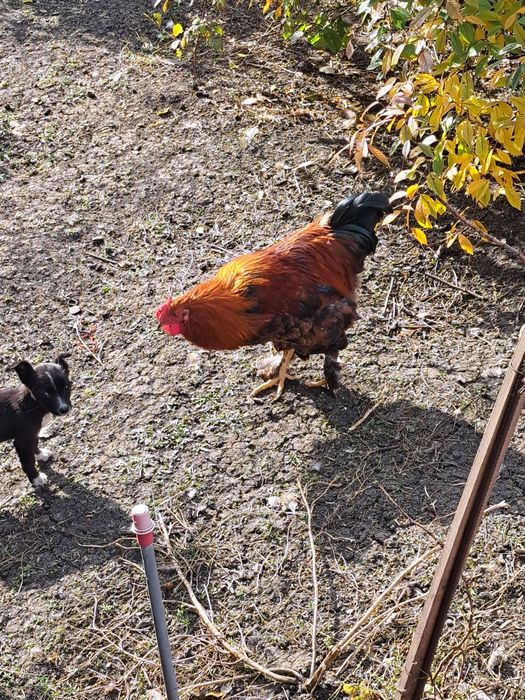 Молодые петухи для разведения