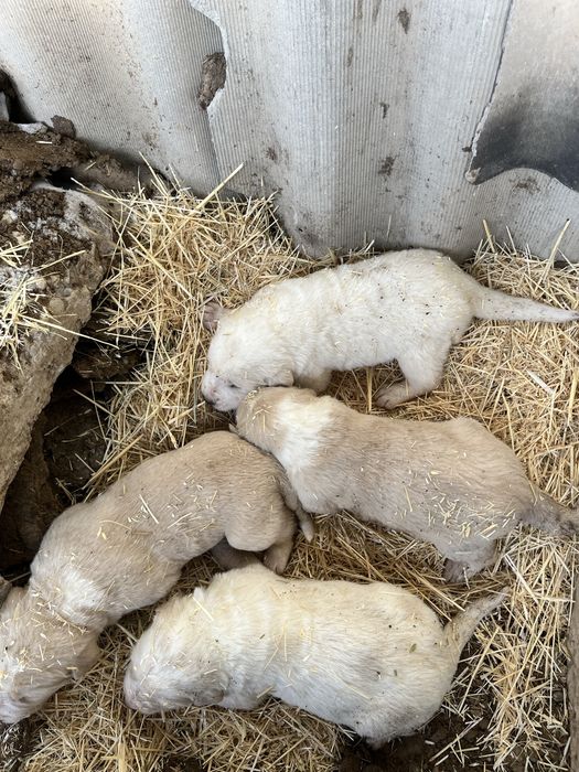 Күшіктер, щенки алабай