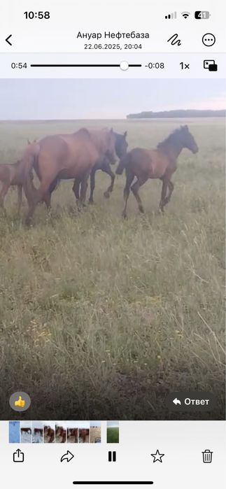 Продам лошадей Кобылу сжеребенком+Байтал