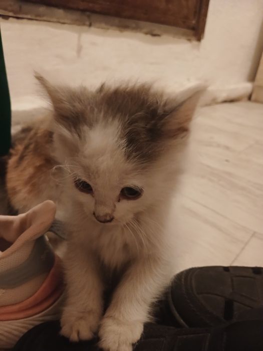 Кошка бесплатная