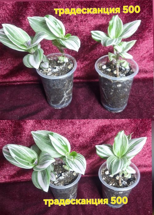 Цветы домашние разные