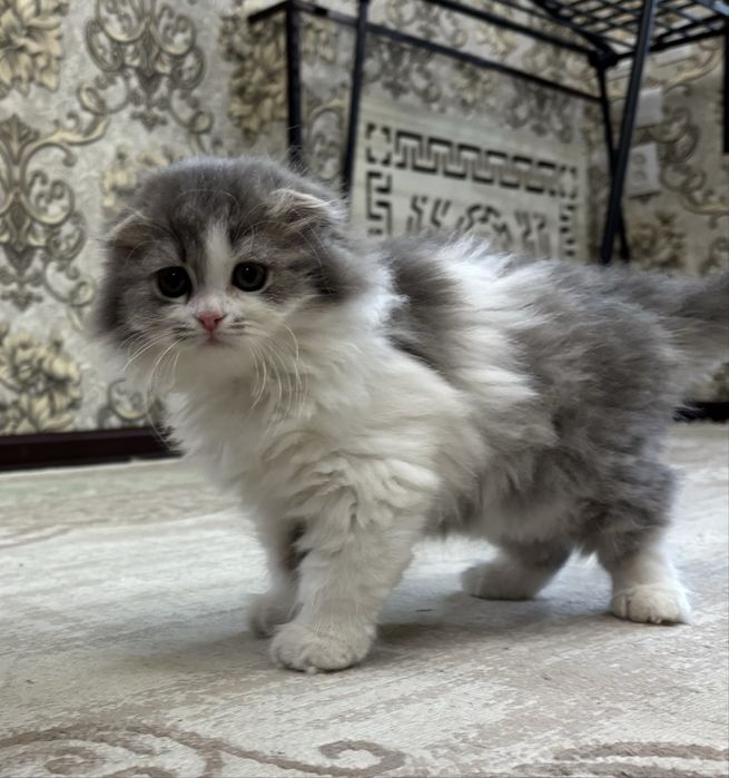 Вислоухая пушистая девочка скотиш фолд