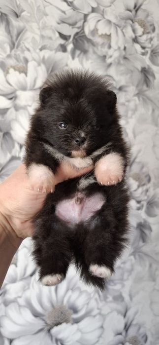 Щенки мини шпица с документами