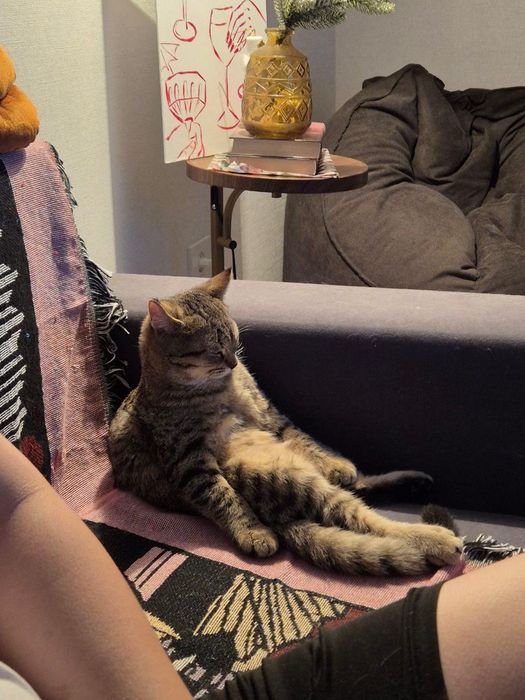Отдаем кота даром в хорошие руки