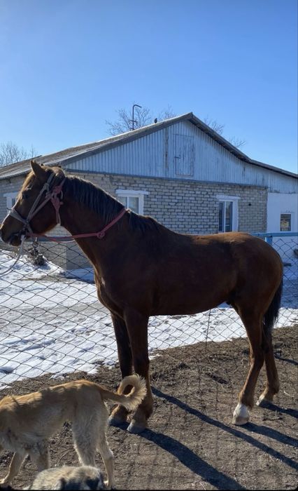 Продается жеребец