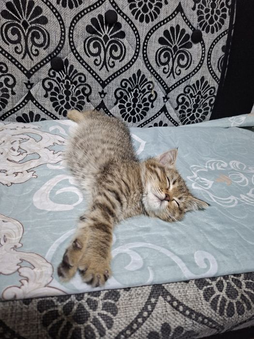 Мушукча сотилади