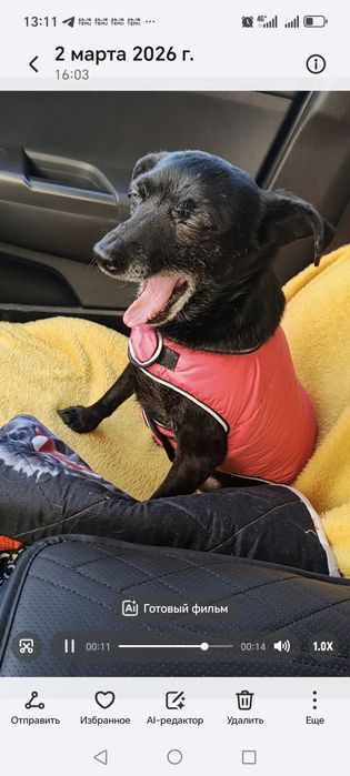 Маленькая собачка