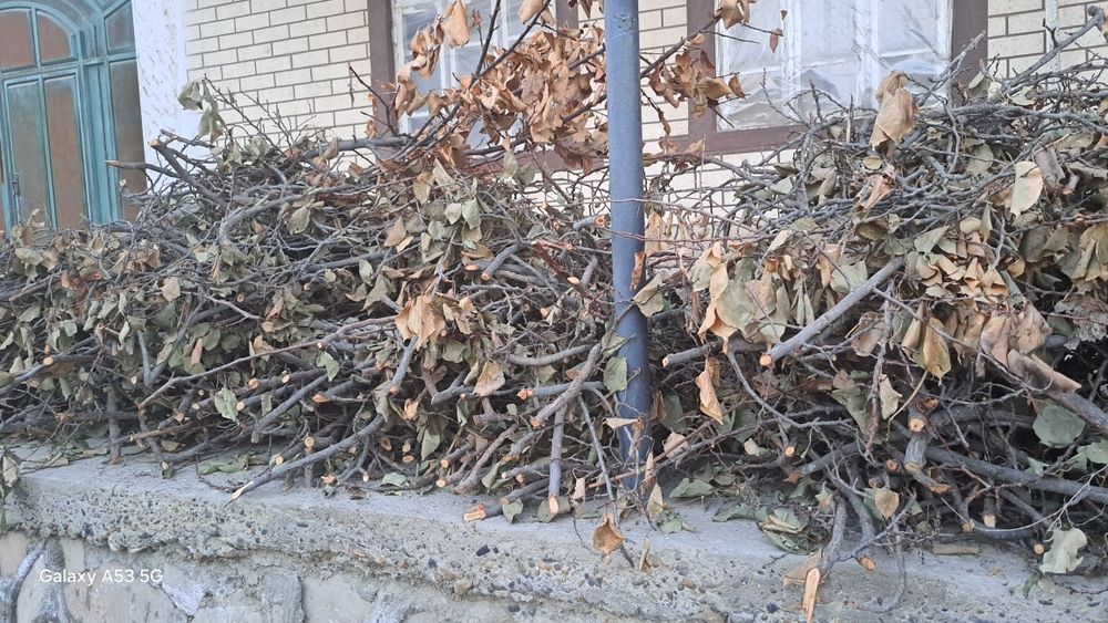 Урик дарахти утинлари сотилади