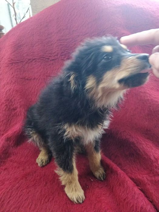 Малка безпомощна сладка душица, спасена от улицата и търси дом