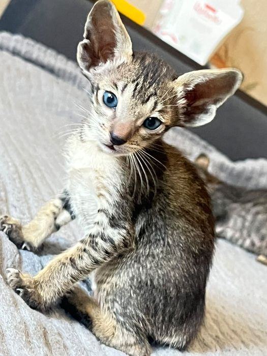 Ориентальные котята